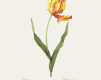 Vintage Botanical Print | Redouté Antique Flower Engraving | Garden Tulip | Country Cottage Wall Decor | Home Office Art
