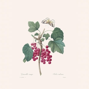 Botanical Art Print | Redouté Antique Flower Engraving | Redcurrant | Plant Illustration | Country Cottage