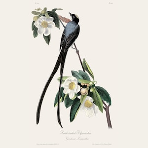 Vintage Audubon Fork-tailed Flycatcher Print | Antique Ornithology Etching  | Wildlife Illustration | Country Kitchen Art