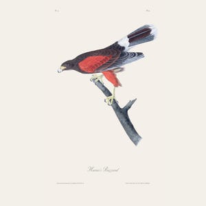 Stampa d'epoca di Audubon Harris con poiana / Incisione antica di ornitologia / Illustrazione di fauna selvatica / Arte della cucina di campagna