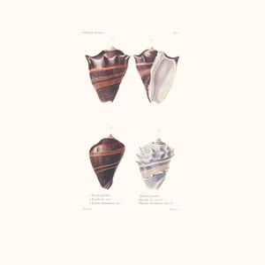 Vintage Shell Print | Pyrule Seashell | Shell Picture | Antique Hand Coloured Engraving | Cottage Art | Conchology Illustration