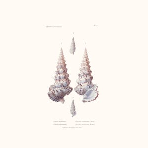 Vintage Shell Print | Cérite Seashell | Shell Picture | Antique Hand Coloured Engraving | Country Cottage Art | Conchology Illustration