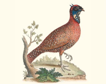 Vintage Horned Indian Pheasant Bird Print | Antique Ornithology Etching | Wildlife Illustration | Country Kitchen Decor