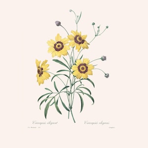 Vintage Yellow Coreopsis Botanical Art Print | Redouté Antique Flower Engraving | Plant Illustration | Country Cottage Decor