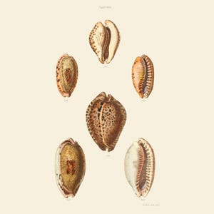 Puede incluir: Ilustración antigua de varias conchas marinas, mostrando una variedad de formas y patrones. Las conchas están representadas en tonos marrones, beige y crema, con detalles intrincados. La palabra "Cypraea" está en la parte superior.