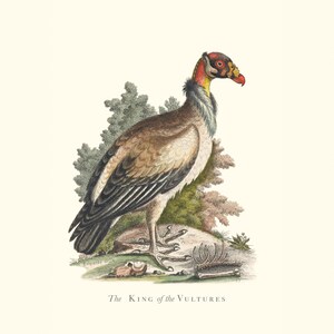 Stampa d'epoca raffigurante l'uccello "Il re degli avvoltoi" / Incisione antica di ornitologia / Illustrazione di fauna selvatica / Arte della cucina di campagna