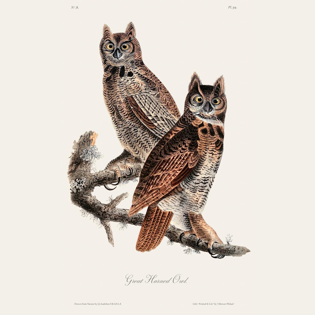 Vintage Audubon Great Horned Owl Print | Antique Ornithology Etching ...