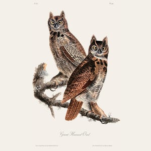 Stampa d'epoca Audubon del gufo cornuto / Incisione antica ornitologica / Illustrazione di fauna selvatica / Arte della cucina di campagna