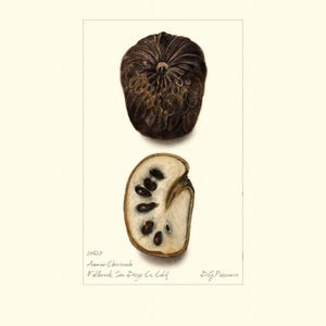 Stampa artistica botanica vintage di mela alla crema / Acquerello di frutta antica / Illustrazione di pianta / Decorazione per cucina in stile country