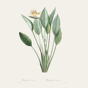 Vintage Botanical Print | Redouté Antique Flower Engraving | Bird of Paradise | Country Cottage Wall Decor | Home Office Art