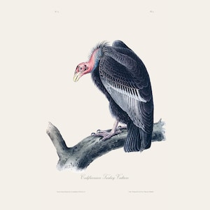 Vintage Audubon Californian Turkey Vulture Print | Antique Ornithology Etching  | Wildlife Illustration | Country Kitchen Art