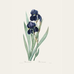 Vintage Botanical Print | Redouté Antique Flower Engraving | Bearded Iris | Country Cottage Wall Decor | Home Office Art