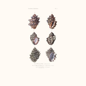 Vintage Shell Print | Pourpres Armigères Seashell | Shell Picture | Antique Hand Coloured Engraving | Cottage Art | Conchology Illustration