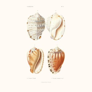 Vintage Shell Print | Casques Seashell | Shell Picture | Antique Hand Coloured Engraving | Country Cottage Art | Conchology Illustration