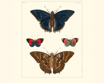 May include: An antique illustration of several butterflies. The top butterfly has dark blue wings with white spots and orange edges. Below are two smaller butterflies with red and gray wings. The bottom butterfly has brown wings with a detailed pattern.