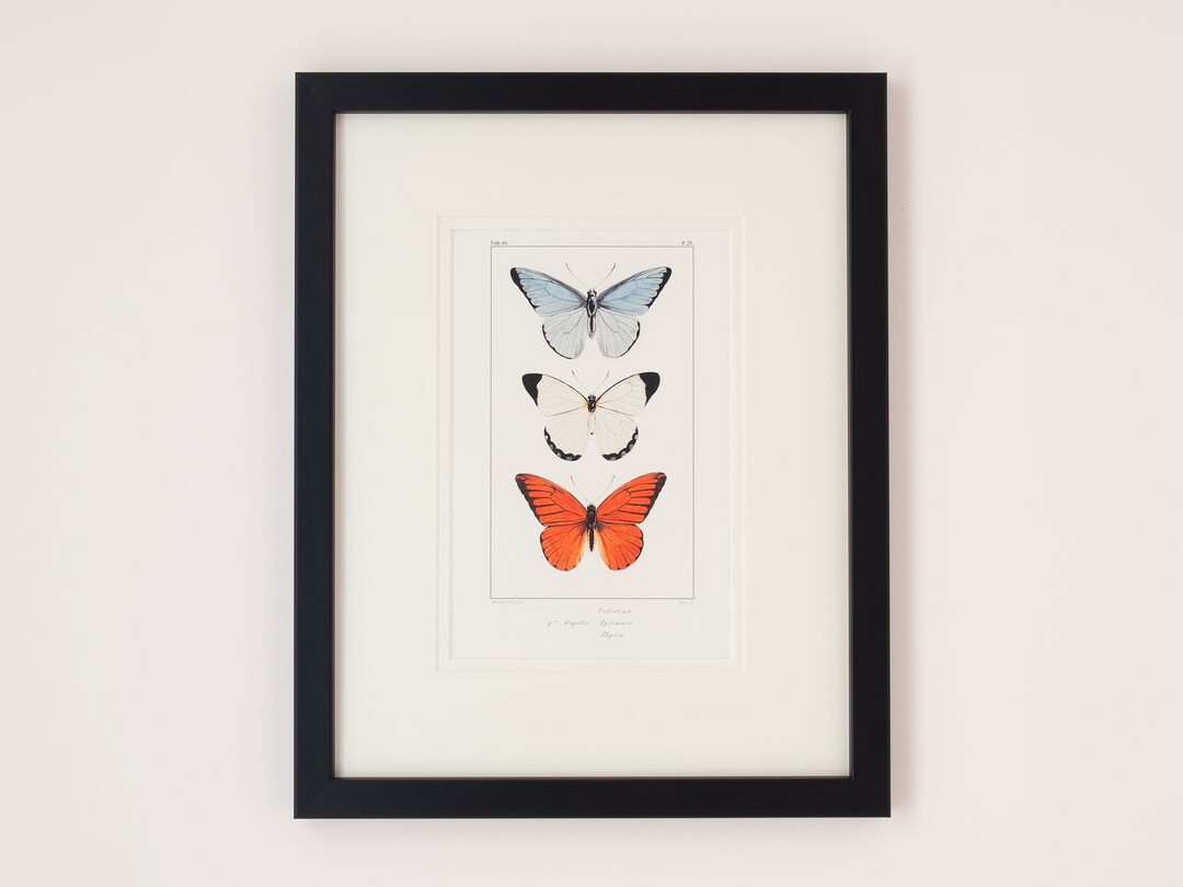 Vintage Butterfly Print Framed Mounted Print Three Butterflies Antique ...