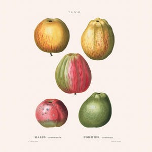 Stampa artistica vintage di mele botaniche / Incisione di fiori antichi Redouté / Illustrazione di piante / Arredamento cottage di campagna