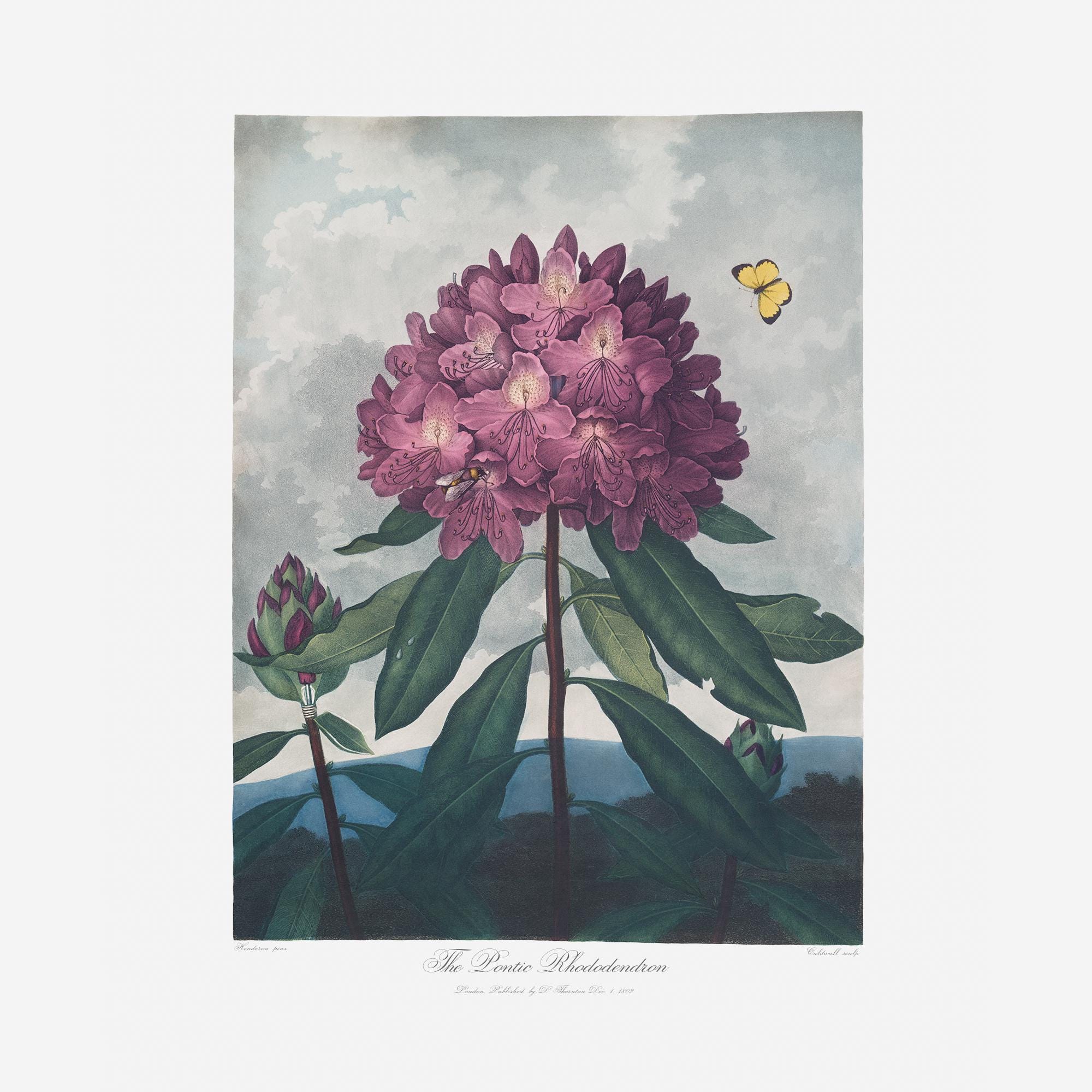 Rhododendron zeichnung - Etsy.de