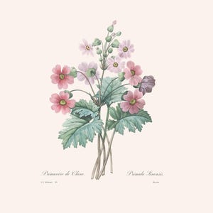 Vintage Pink Primulas Botanical Print | Redouté Antique Flower Engraving | Country Kitchen Wall Decor