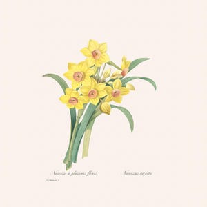 Vintage Botanical Art Print | Redouté Antique Flower Engraving | Narcissus | Plant Illustration | Yellow Daffodil | Country Cottage