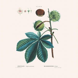 Vintage Botanical European Horse Chestnut Art Print | Redouté Antique Flower Engraving | Plant Illustration | Country Cottage Decor