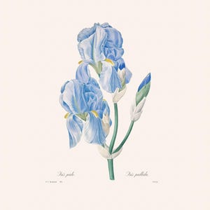 Vintage Blue Sweet Iris Botanical Art Print | Redouté Antique Flower Engraving | Plant Illustration | Country Cottage Decor