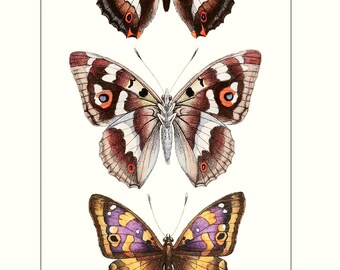 ヴィンテージの蝶のプリント | 紫とオレンジの蝶3匹 | アンティーク