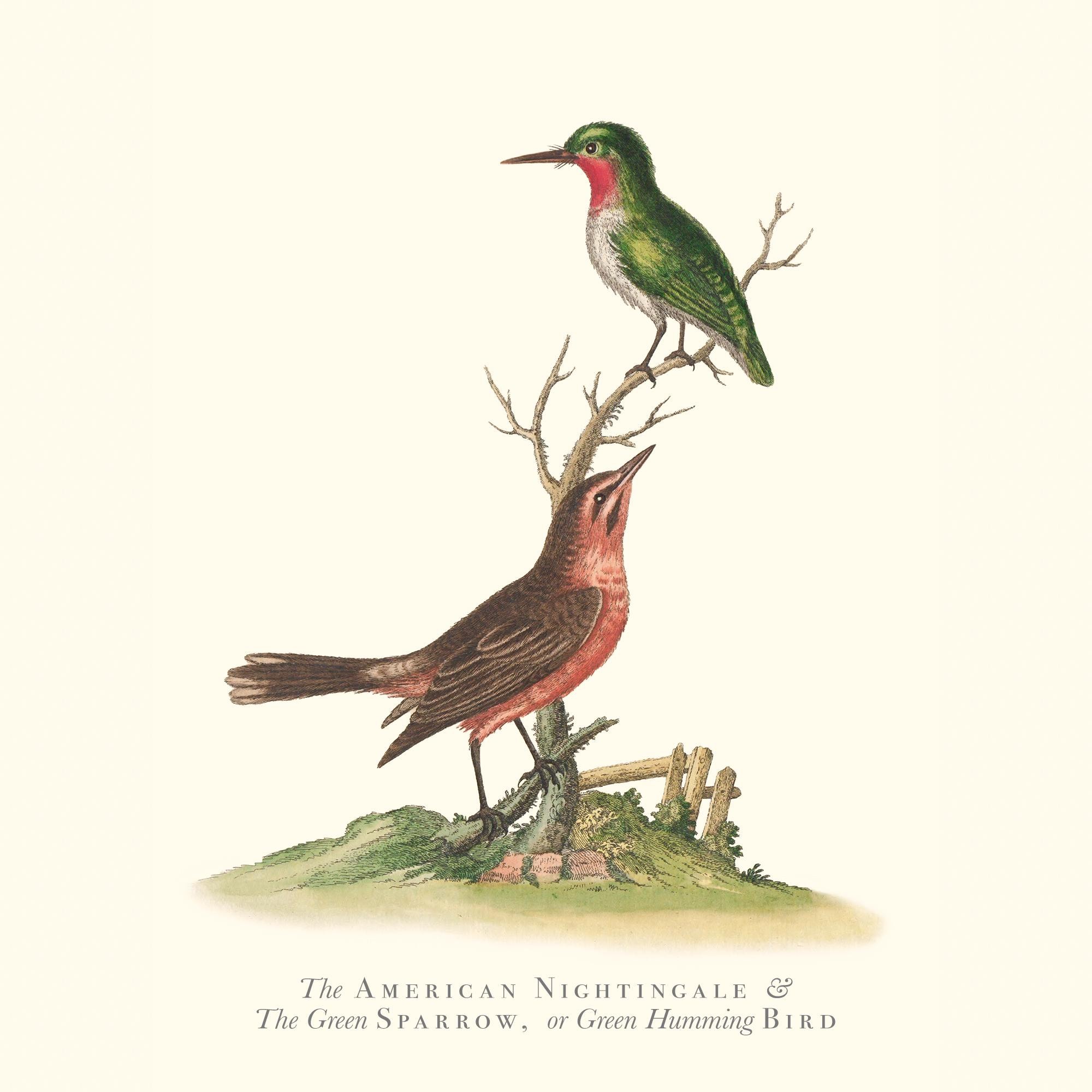 Vintage the American Nightingale and the Green Hummingbird Bird