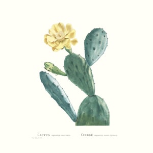 Stampa artistica vintage di un fico d'india succulento botanico / Incisione di fiori antichi / Illustrazione di una pianta / Decorazione di un cottage di campagna