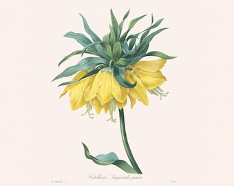 impression d'art botanique vintage | Gravure florale antique Redouté | Fritillaria | Illustration végétale | Gîte rural | Oeuvres d'art pour bureau à domicile