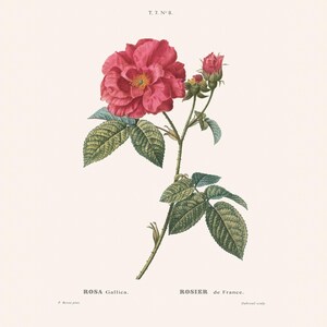 May include: A vintage botanical print of a Rosa Gallica, or French Rose. The image shows a vibrant red rose in full bloom, alongside buds and green foliage. The illustration includes the text "ROSA Gallica" and "ROSIER de France", with additional text at the top.