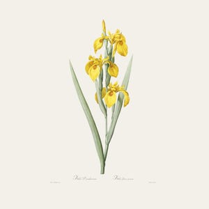 Vintage Botanical Print | Redouté Antique Flower Engraving | Yellow Iris | Country Cottage Wall Decor | Home Office Art