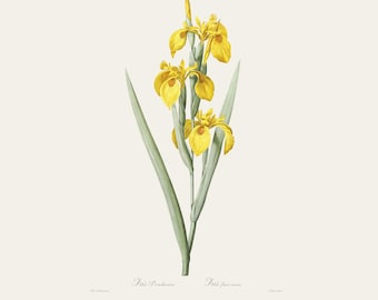 Vintage Botanical Print | Redouté Antique Flower Engraving | Yellow Iris | Country Cottage Wall Decor | Home Office Art