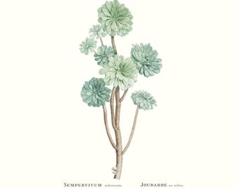 impression d'art botanique vintage de joubarbe succulente | Gravure florale antique Redouté | Illustration végétale | Décoration de maison de campagne