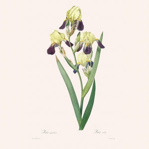 Vintage Botanical Print | Redouté Antique Flower Engraving | Brown Flowered Iris | Country Cottage Wall Decor | Home Office Art