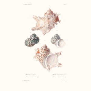 Vintage Shell Print | Turbo Seashell | Shell Picture | Antique Hand Coloured Engraving | Country Cottage Art | Conchology Illustration