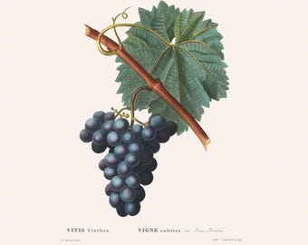 impression d'art botanique vintage de raisin commun | Gravure florale antique Redouté | Illustration végétale | Décoration de maison de campagne