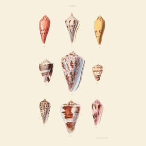 Puede incluir: Ilustración vintage de varias conchas marinas en forma de cono, que muestra una gama de colores y patrones. Las conchas varían en tamaño y presentan tonos de naranja, marrón, amarillo y blanco. La palabra "Conus" está en la parte superior.