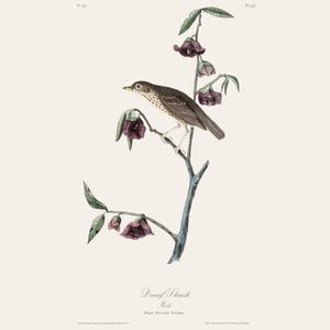 Stampa d'epoca Audubon di tordo nano / Incisione antica di ornitologia / Illustrazione di fauna selvatica / Arte da cucina di campagna