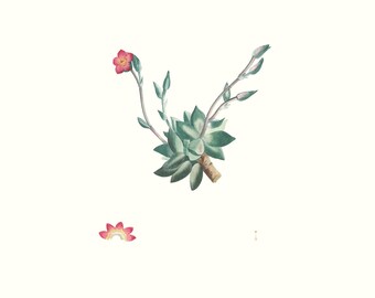 impression d'art florale vintage de fleurs de cerisier succulentes | Gravure florale antique Redouté | Illustration végétale | Décoration de maison de campagne