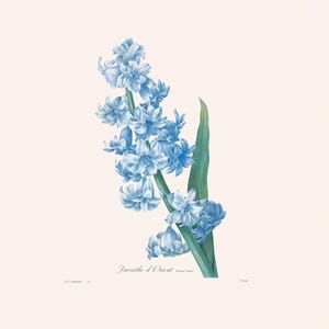Vintage Blue Hyacinth Print | Redouté Antique Flower Engraving | Plant Illustration | Cottage Kitchen Art | French Flower Drawing