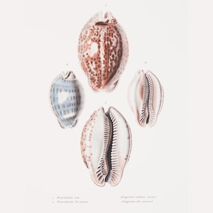 Impresión de conchas vintage / Conchas de porcelana / Imagen de conchas marinas / Grabado antiguo / Dibujo de conchas / Ilustración de conchas / Arte costero para el baño