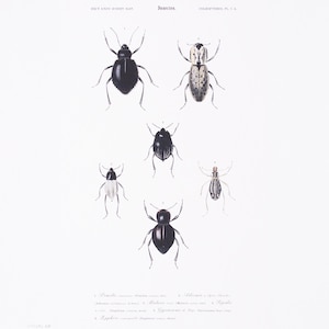 Vintage Insekten Druck | Altes Käferbild | Antike handkolorierte Gravur | Viktorianische Kunst | Naturkundliche Illustration
