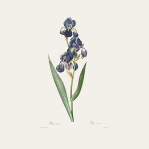 Vintage Botanical Print | Redouté Antique Flower Engraving | Bearded Iris | Country Cottage Wall Decor | Home Office Art