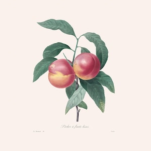 Vintage Botanical Art Print | Redouté Antique Flower Engraving | Pêcher à Fruits Lisses | Plant Illustration | Country Cottage Decor