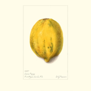 Vintage Botanical Papaya Art Print | Antique Fruit Watercolour | Plant Illustration | Country Kitchen Decor