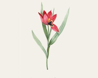 Vintage Botanical Print | Redouté Antique Flower Engraving | Sun's Eye Tulip | Country Cottage Wall Decor | Home Office Art