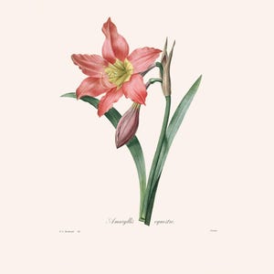 Vintage Red Amaryllis Print | Redouté Antique Flower Engraving | French Botanical Art | Country Cottage Wall Decor | Nursery Art