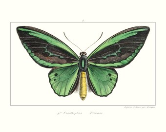 Impresión vintage de mariposa verde / Grabado antiguo coloreado a mano / Arte victoriano / Ilustración de lepidópteros