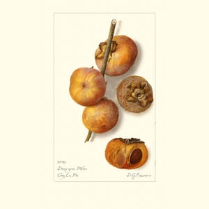 Vintage Botanical Persimmon Art Print | Antique Fruit Watercolour | Plant Illustration | Country Kitchen Decor